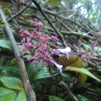 Coleus inflatus Benth.